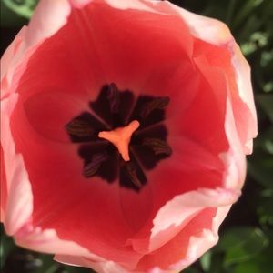 Meet your Posher, Caroline